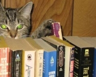 Cat with book